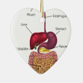 Menselijk spijsverteringskanaal keramisch ornament (Rechts)