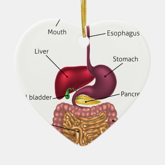 Menselijk spijsverteringskanaal keramisch ornament (Voorkant)