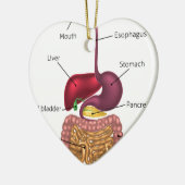 Menselijk spijsverteringskanaal keramisch ornament (Links)