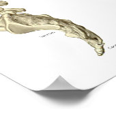 Menselijk spinaal spier anatomie diagram poster (Hoek)