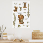 Menselijk spinaal spier anatomie diagram poster (Keuken)