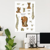 Menselijk spinaal spier anatomie diagram poster (Thuiskantoor)