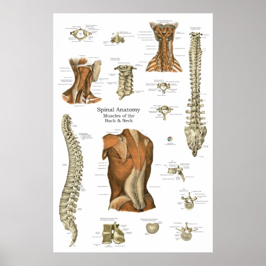 Menselijk spinaal spier anatomie diagram poster (Voorkant)