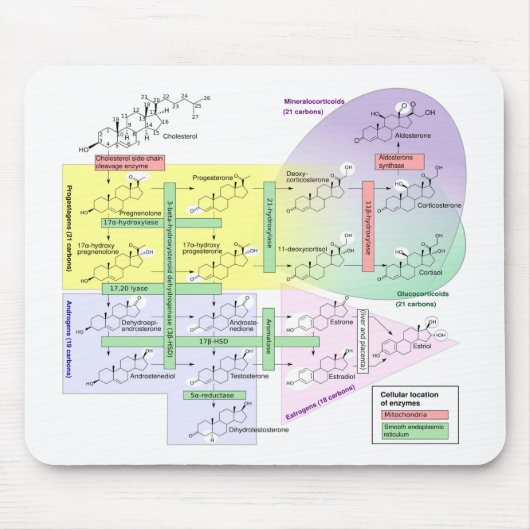 Menselijk steroidogenese Diagram Biologisch Chemis Muismat (Voorkant)