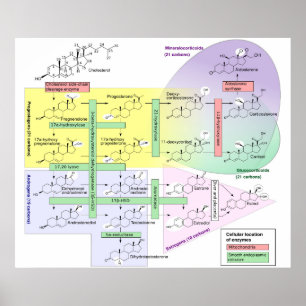 Menselijk steroidogenese Diagram Biologisch Chemis Poster