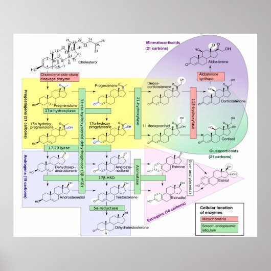 Menselijk steroidogenese Diagram Biologisch Chemis Poster (Voorkant)