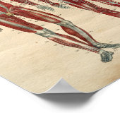 Menselijke anatomie 1841 Spierspennen Poster (Hoek)