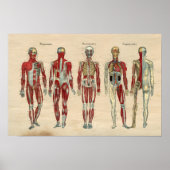 Menselijke anatomie 1841 Spierspennen Poster (Voorkant)