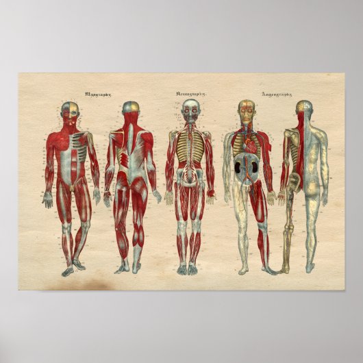 Menselijke anatomie 1841 Spierspennen Poster (Voorkant)