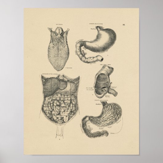 menselijke anatomie 1880 Afdruk Poster (Voorkant)