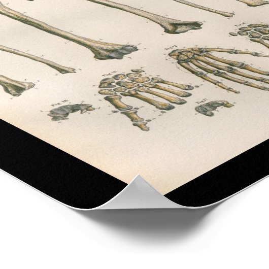 menselijke anatomie Afdrukarm handbediende Botten Poster (Hoek)