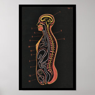  menselijke anatomie afdrukken poster