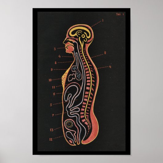 menselijke anatomie afdrukken poster (Voorkant)