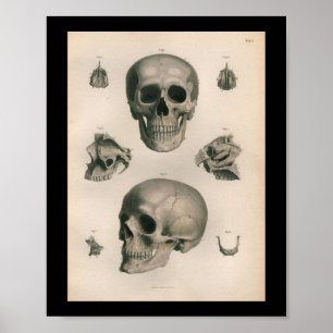 menselijke anatomie Afdrukschedel Botten Poster