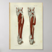 Menselijke  anatomie Afdrukspieren Beenbeen Poster (Voorkant)