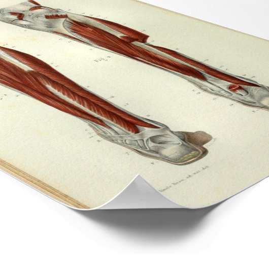 Menselijke  anatomie Afdrukspieren Beenbeen Poster (Hoek)