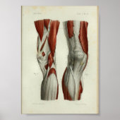 Menselijke  anatomie Afdrukspieren Knie Poster (Voorkant)
