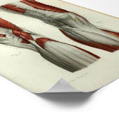 Menselijke  anatomie Afdrukspieren Knie Poster (Hoek)