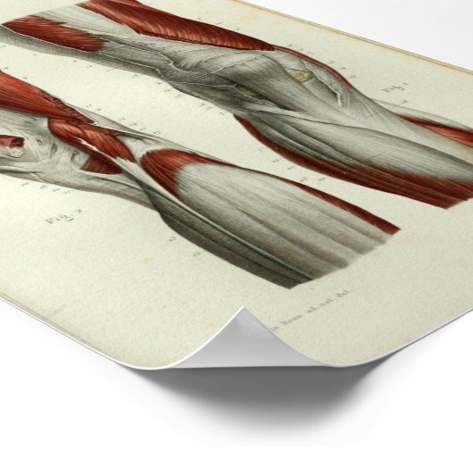 Menselijke  anatomie Afdrukspieren Knie Poster (Hoek)