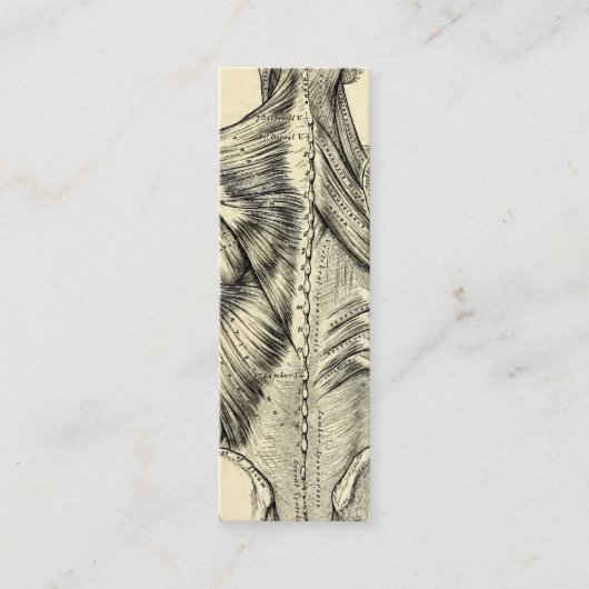 Menselijke anatomie Art Back Muscles (circa 1890) Mini Visitekaartje (Voorkant)