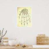  menselijke anatomie-Botten van de hand Poster (Keuken)