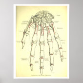  menselijke anatomie-Botten van de hand Poster (Voorkant)