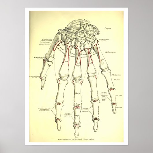  menselijke anatomie-Botten van de hand Poster (Voorkant)