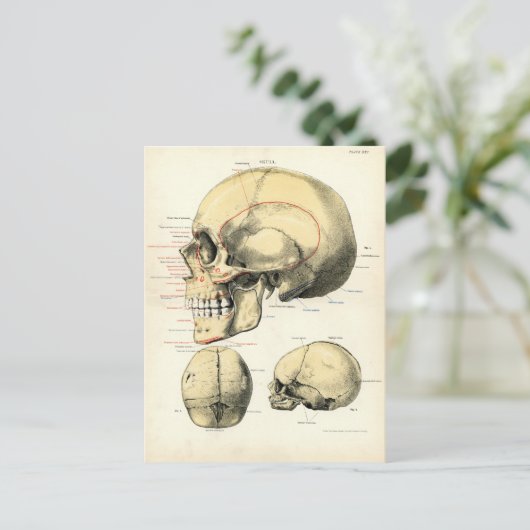 Menselijke anatomie - De schedel Briefkaart (Staand voorkant)