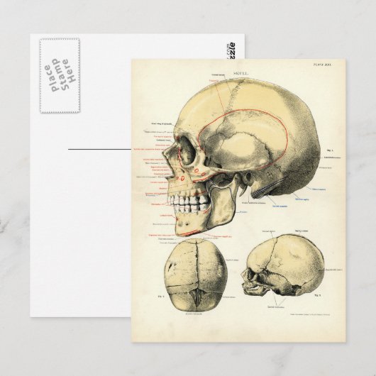 Menselijke anatomie - De schedel Briefkaart (Voorkant / Achterkant)