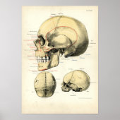 Menselijke anatomie - De schedel Poster (Voorkant)