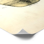 Menselijke anatomie - De schedel Poster (Hoek)