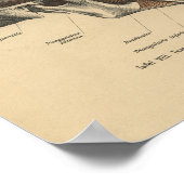 menselijke anatomie Druk de huidspieren af Poster (Hoek)