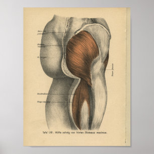  menselijke anatomie Druk de muscula van de Heupbe Poster