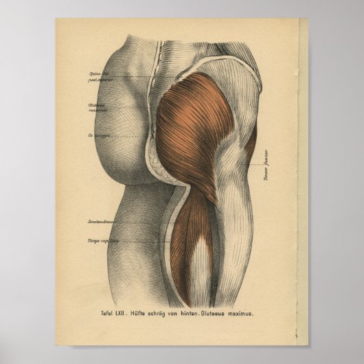  menselijke anatomie Druk de muscula van de Heupbe Poster (Voorkant)