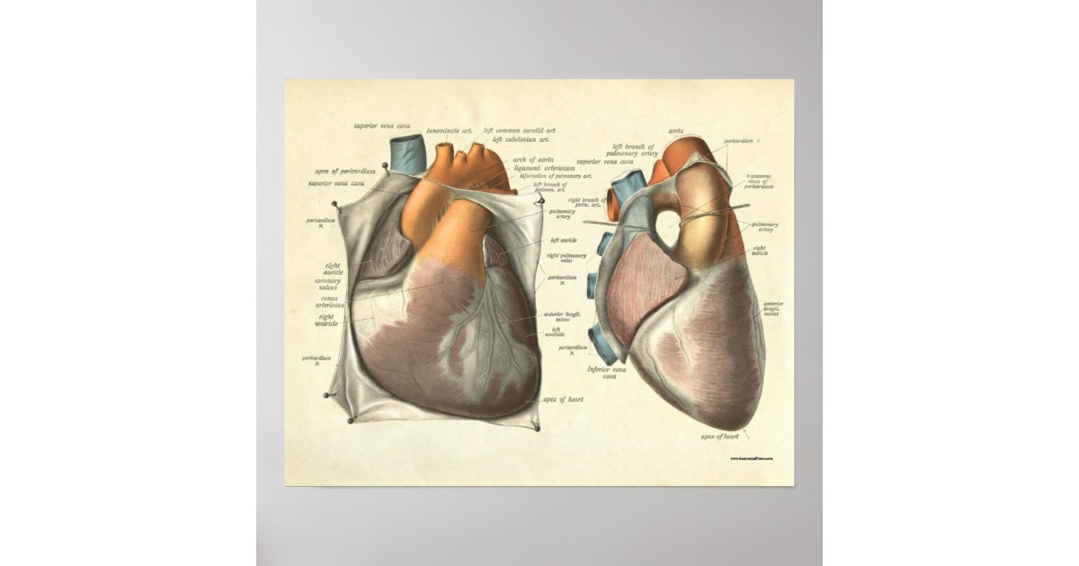 menselijke anatomie Druk hartspieren af Poster | Zazzle.nl