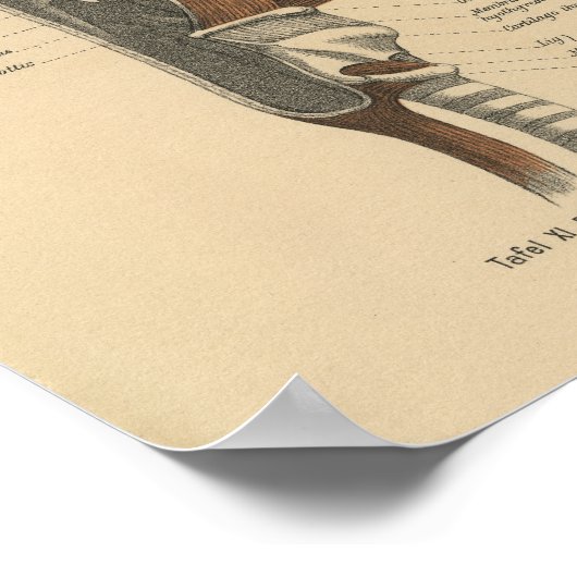  menselijke anatomie Druk nekspieren af Poster (Hoek)