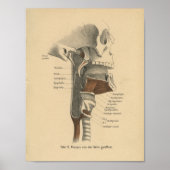  menselijke anatomie Druk nekspieren af Poster (Voorkant)
