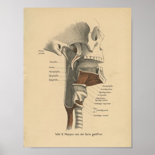  menselijke anatomie Druk nekspieren af Poster (Voorkant)