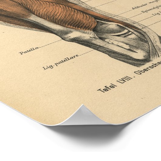  menselijke anatomie Druk pootspieren af Poster (Hoek)