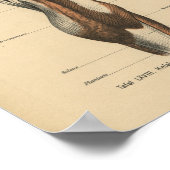 menselijke anatomie Druk pootspieren af Poster (Hoek)