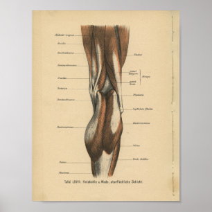menselijke anatomie Druk pootspieren af Poster