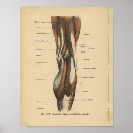 menselijke anatomie Druk pootspieren af Poster (Voorkant)