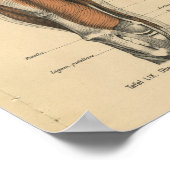  menselijke anatomie Druk pootspieren af Poster (Hoek)