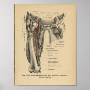 menselijke anatomie Druk pootspieren af Poster
