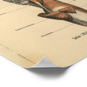  menselijke anatomie Druk pootspieren af Poster (Hoek)