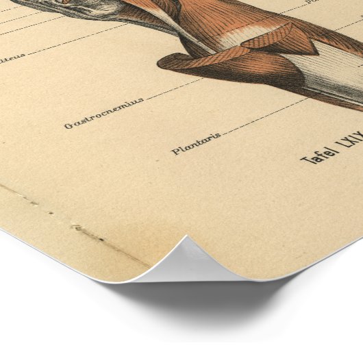  menselijke anatomie Druk pootspieren af Poster (Hoek)