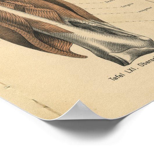  menselijke anatomie Druk pootspieren af Poster (Hoek)