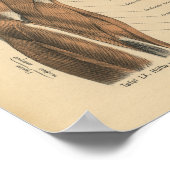  menselijke anatomie Druk pootspieren af Poster (Hoek)