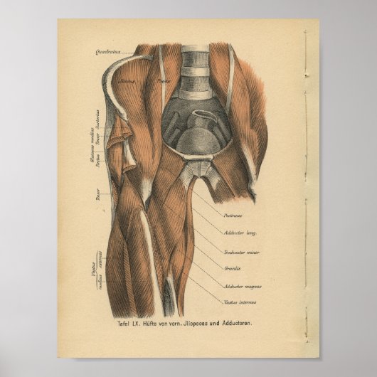  menselijke anatomie Druk pootspieren af Poster (Voorkant)