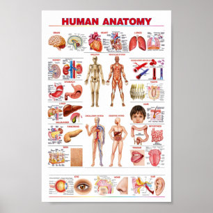 Menselijke anatomie-educatie poster